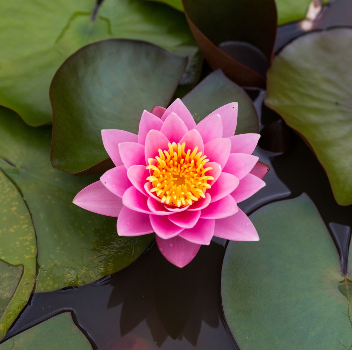 Lotus flower